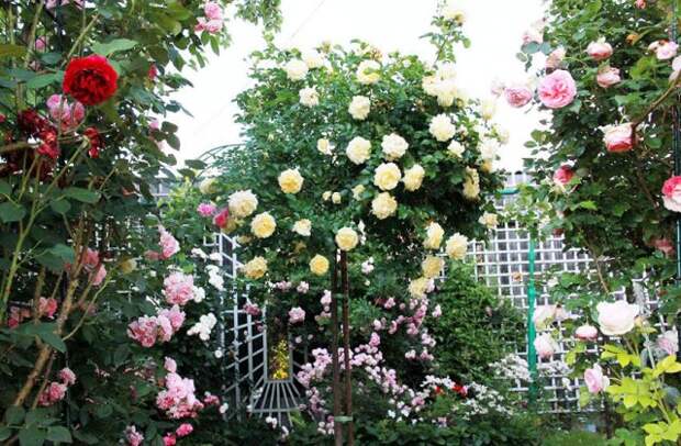 15 хитростей, как ухаживать за розами