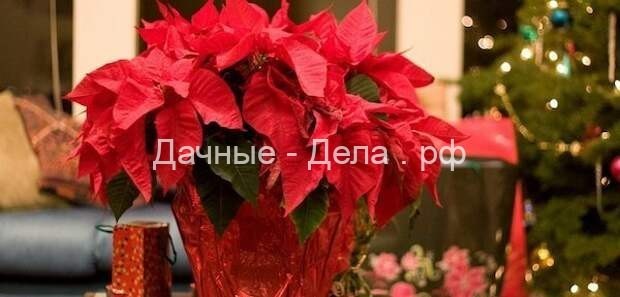 Что подарить садоводу на Новый год: 10 вещей до 500 рублей, которые я бы сама не отказалась получить в подарок