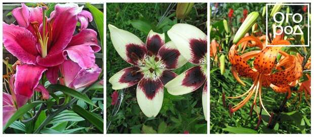Все о видах садовых лилий: названия, описания, фото