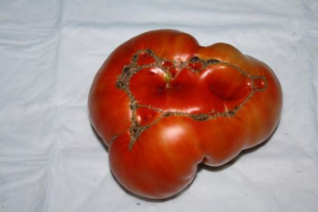 Топ-10 самых крупных сортов томатов
