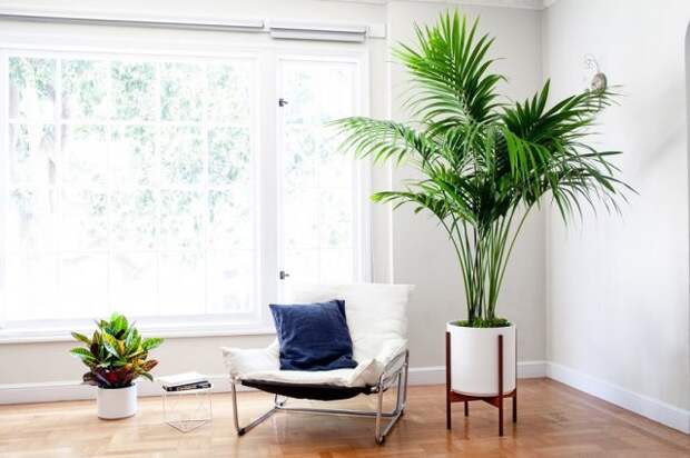 Великаны в вашей квартире &ndash; 10 самых крупных комнатных растений