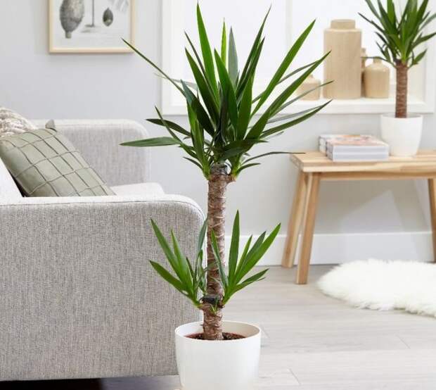 Великаны в вашей квартире – 10 самых крупных комнатных растений
