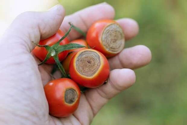 Вершинная гниль томата: причины появления