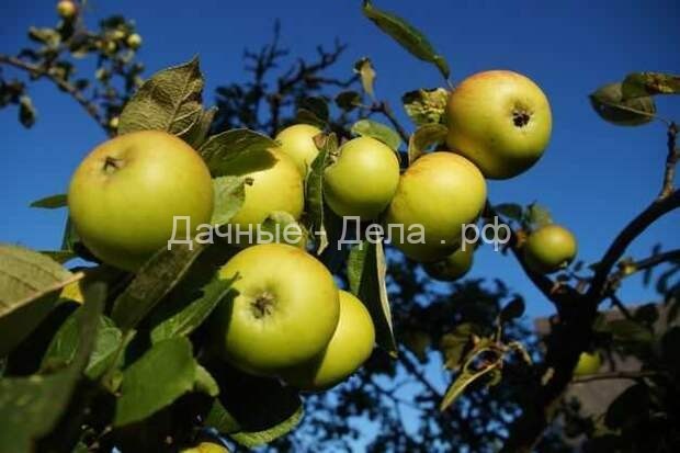 Приемы ускорения плодоношения яблони