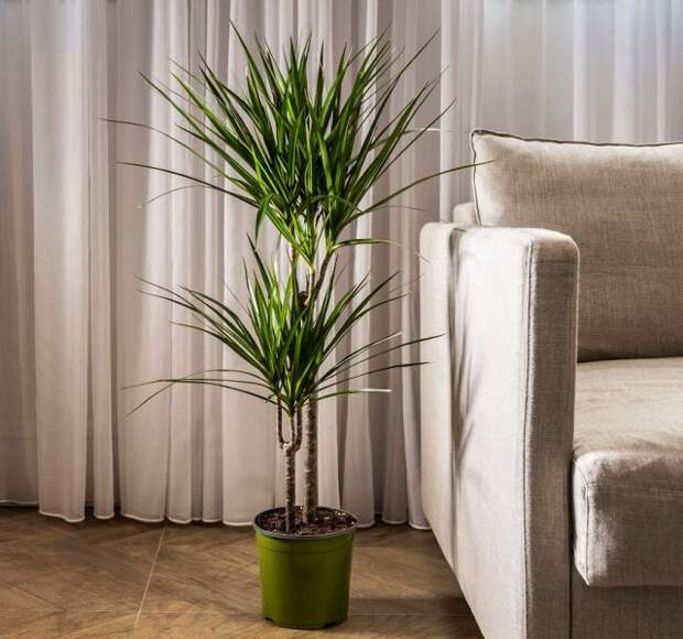 Великаны в вашей квартире &ndash; 10 самых крупных комнатных растений