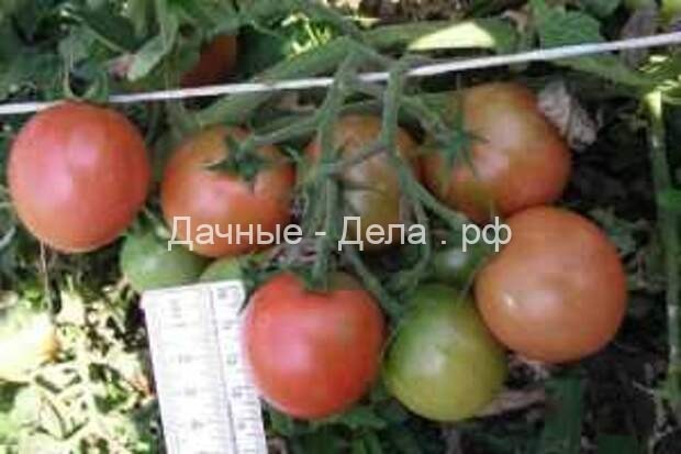 Сорта томатов: выбираем нужный размер