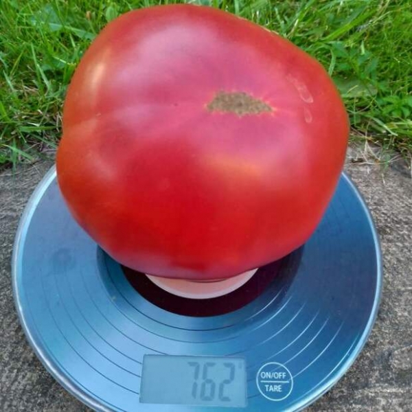 Топ-10 самых крупных сортов томатов