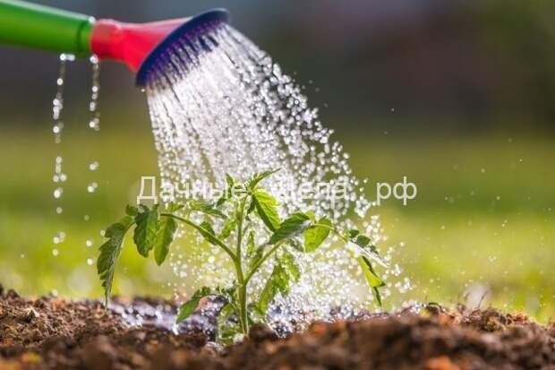 Талая, водопроводная или дождевая – выбираем воду для полива растений