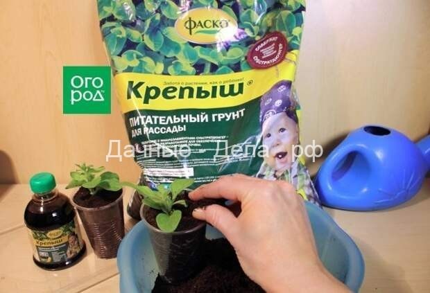 Как вырастить рассаду петунии дома – пошаговый мастер-класс с фото