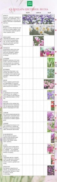 Календарь цветения многолетников по месяцам с весны до осени