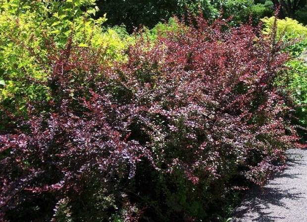 10 сортов барбариса, которые украсят ваш сад