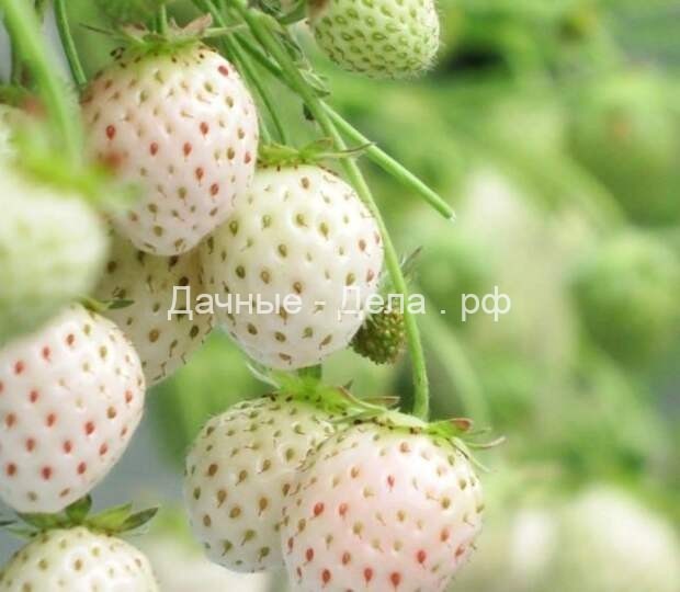 Пайнберри – клубника-"альбинос" со вкусом ананаса