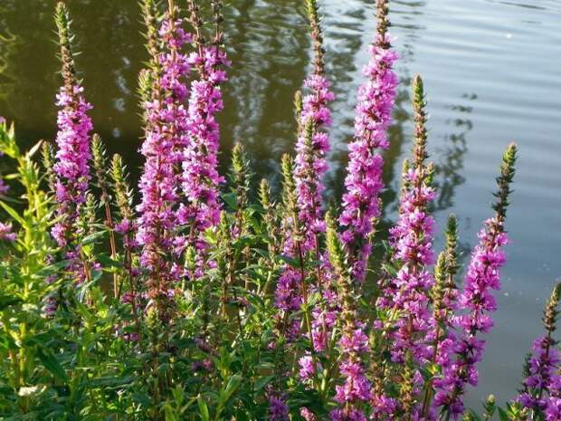 10 растений, которые стоит посадить на берегах водоемов и вдоль ручья