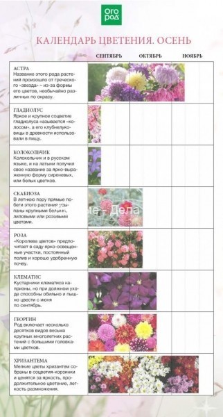 Календарь цветения многолетников по месяцам с весны до осени