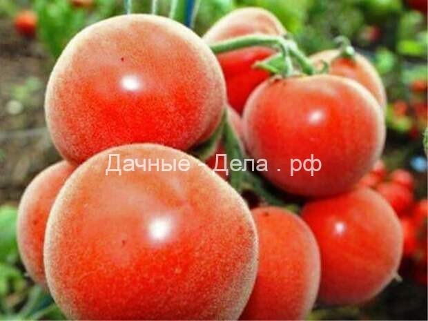 Пушистые сорта томатов – 7 вариантов для теплицы и открытого грунта