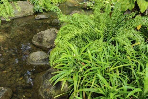 10 растений, которые стоит посадить на берегах водоемов и вдоль ручья