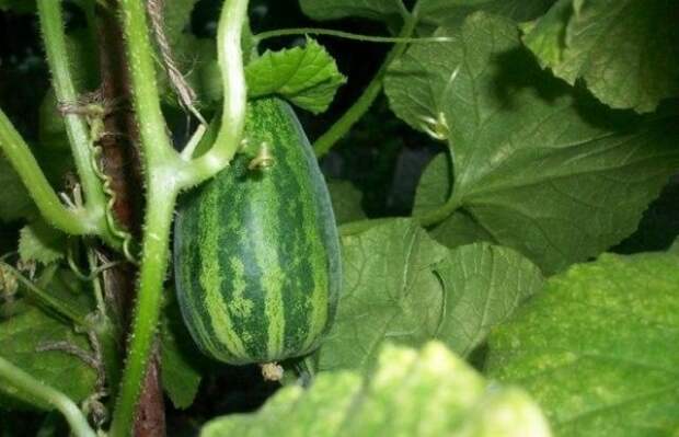 9 экзотических овощей, которые стоит попробовать вырастить на даче