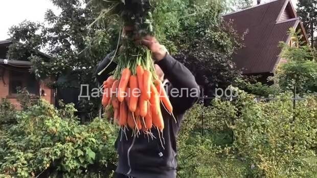 Получать два урожая моркови в год: отличная методика