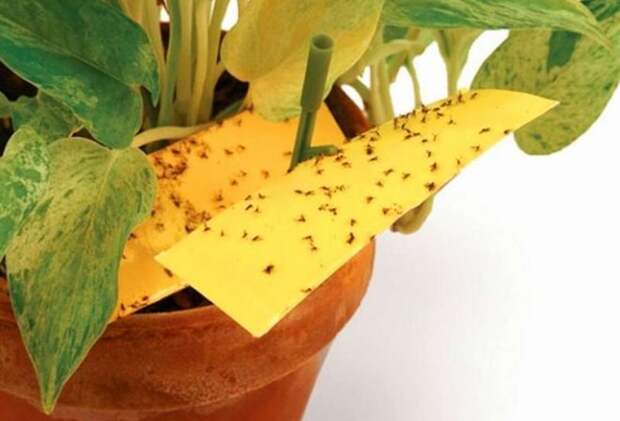 Нехитрое средство, которое не только отпугивает мошек, но еще является подкормкой для домашних растений