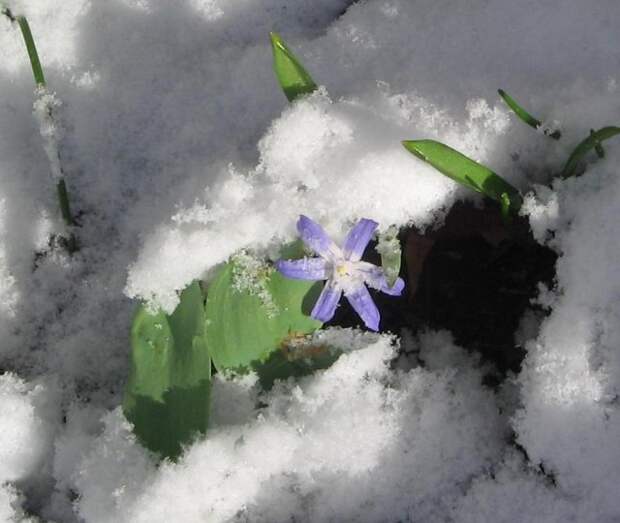 Весна раньше всех: 5 первоцветов, которые не боятся снега и заморозков