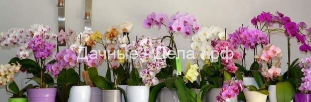 Здоровые и цветущие орхидеи: простая хитрость при поливе