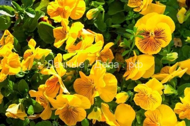 17 однолетников с желтыми и оранжевыми цветками – пустите в сад солнце!