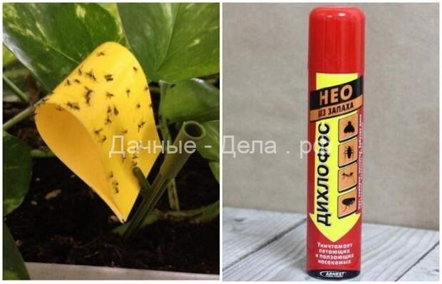 Если мошки атакуют: как избавить домашние растения от надоедливых насекомых