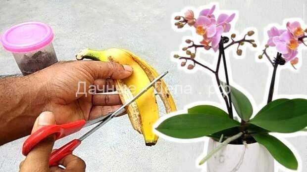 Удобрение из банановой кожуры поможет орхидее зацвести вновь