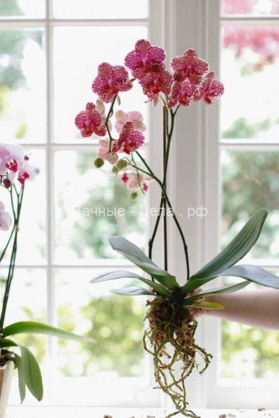 Удивительные факты об орхидеях