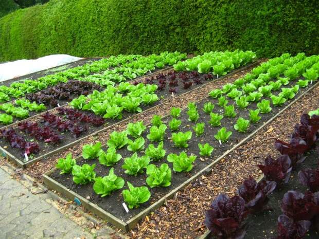 Безотходное производство: натуральные удобрения для вашего сада и огорода