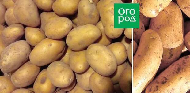 ТОП-7 самых крупных сортов картофеля