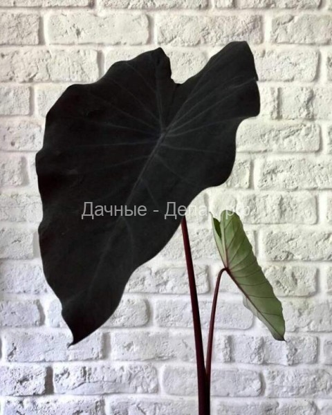 Алоказия со смольно-чёрными листьями и съедобными корнями