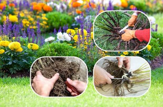 30 дел, которые надо сделать в саду, огороде и цветнике в мае