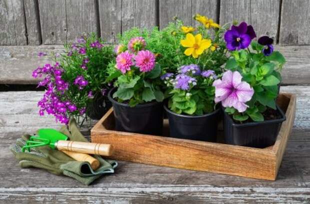 30 дел, которые надо сделать в саду, огороде и цветнике в мае