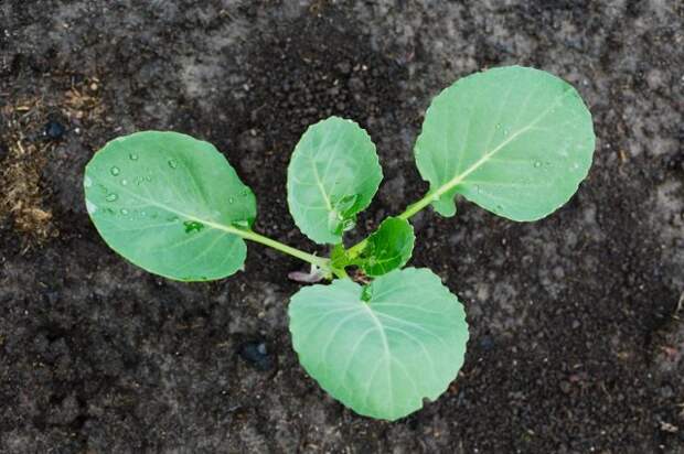 Безрассадный метод выращивания капусты – для тех, у кого мало места и времени