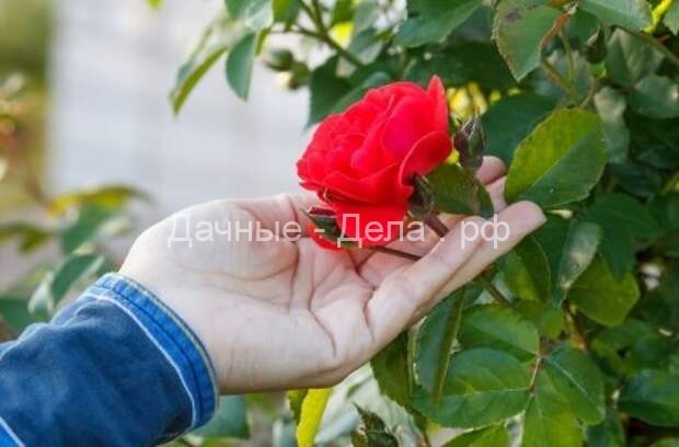 Как выращивать розы в тени и полутени