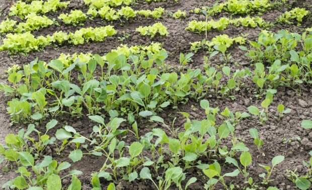 Безрассадный метод выращивания капусты – для тех, у кого мало места и времени