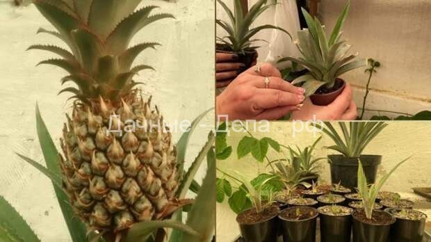 Вырастить и получить плоды ананаса в домашних условиях