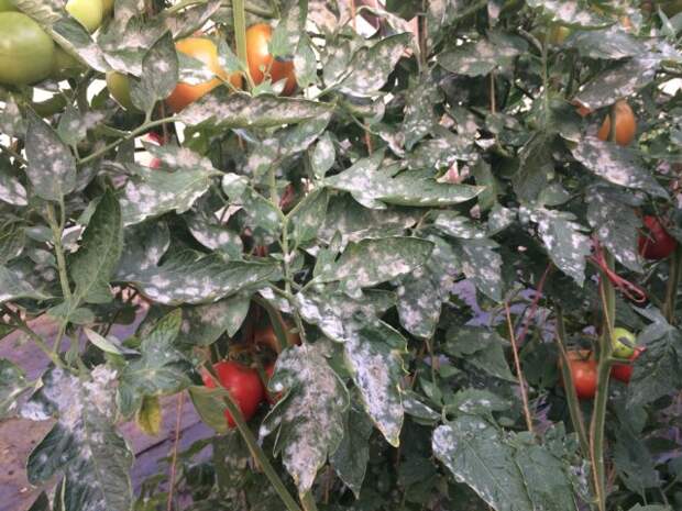 Вредные советы: 7 вещей, которые не стоит делать с томатами в теплице