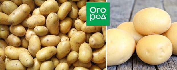 ТОП-7 самых крупных сортов картофеля