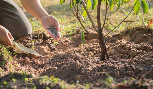 5 способов быстро подкормить деревья и кусты