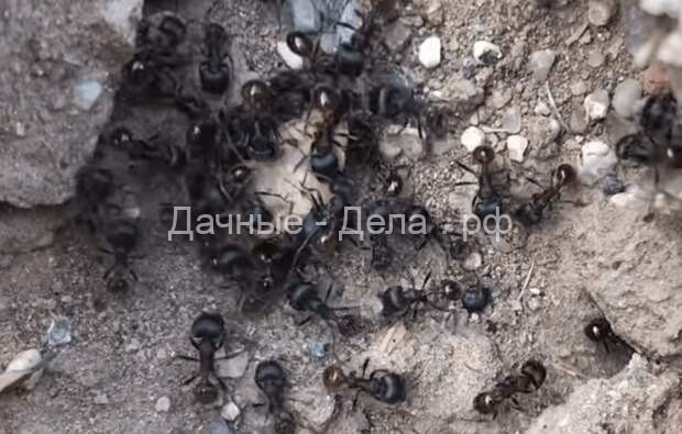 Как избавиться от муравьев без приманок