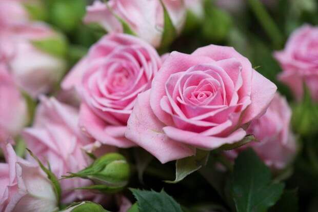 20 растений с розовыми цветками – однолетники и многолетники на любой вкус