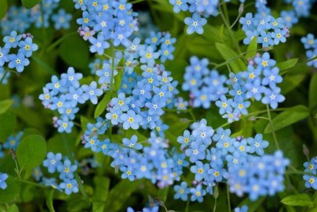 42 растения с синими цветками