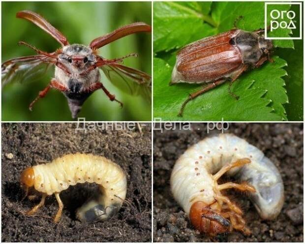 Майский жук: каким растениям угрожает и как бороться с его личинками