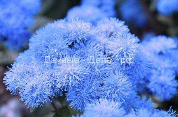 42 растения с синими цветками