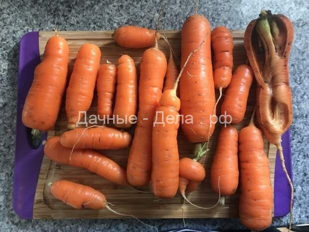 Как вырастить ровную морковь