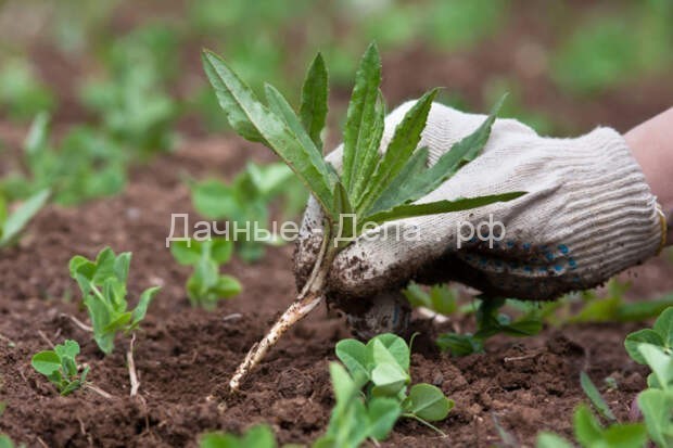 Сорняки в помощь: как определить почву для посадки растений