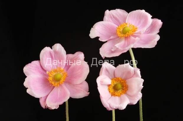 20 розовых многолетних цветка, которые будут цвести вечно