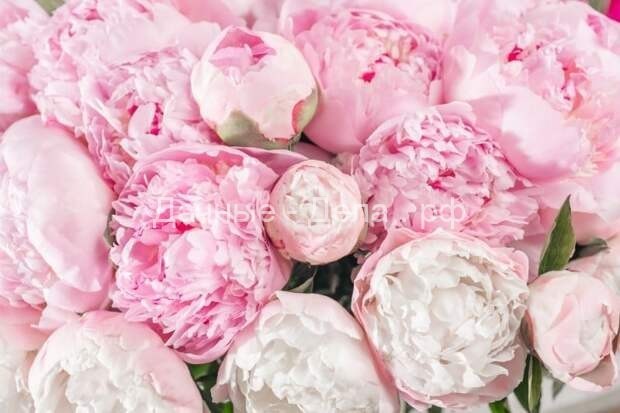 20 розовых многолетних цветка, которые будут цвести вечно
